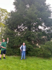 Twenty years on, Wellingtonia trees are thriving