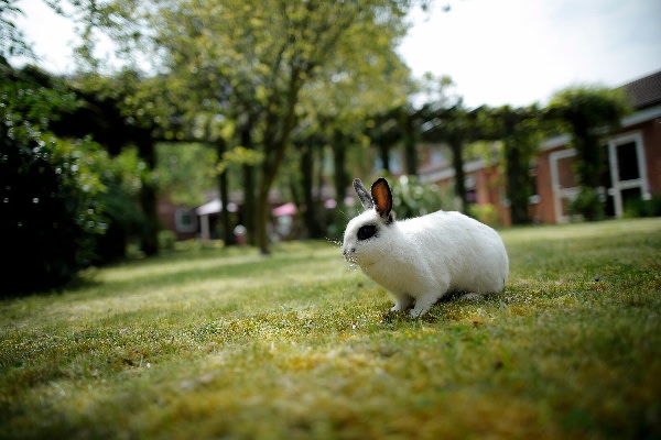 Sutton Court Residential Home, Sutton-in-Ashfield, Nottinghamshire