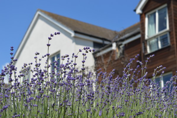 Lavender Court, Roman Road