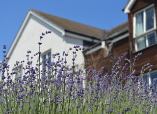 Lavender Court